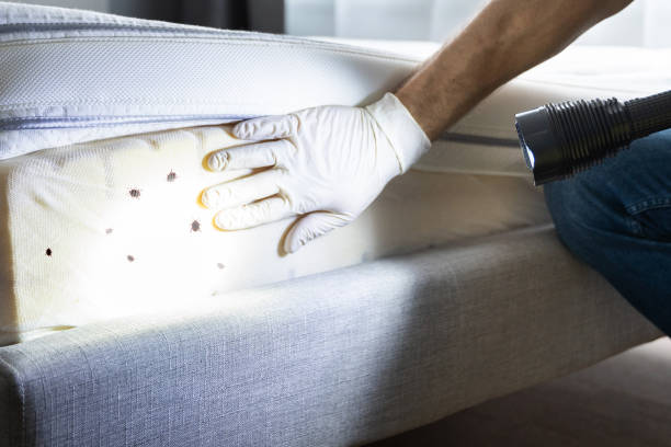 Reliable Mineola, TX Pest Control Solutions