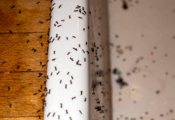 Best Cockroach Control Services  in Mineola, TX