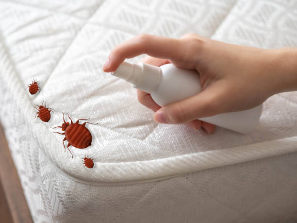 Best Cockroach Control Services  in Mineola, TX